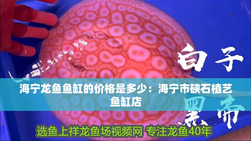 鸚鵡魚和銀龍魚混養(yǎng)怎樣喂食 海寧龍魚魚缸的價格是多少:海寧市硤石植藝魚缸店 魚缸百科 海寧龍魚魚缸的價格是多少:海寧市硤石植藝魚缸店 海寧龍魚魚缸的價格是多少:海寧市硤石植藝魚缸店 魚缸百科