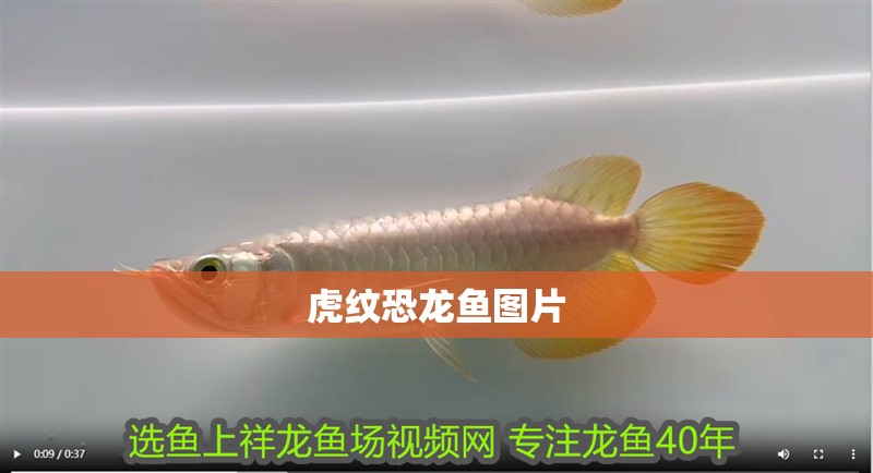 虎紋恐龍魚圖片