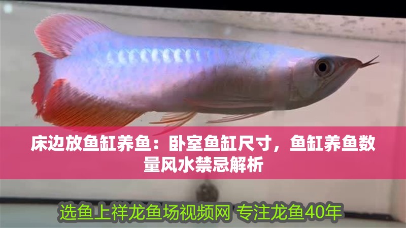 床邊放魚缸養魚：臥室魚缸尺寸，魚缸養魚數量風水禁忌解析