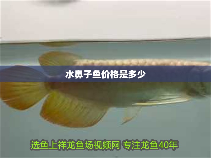 水鼻子魚價格是多少