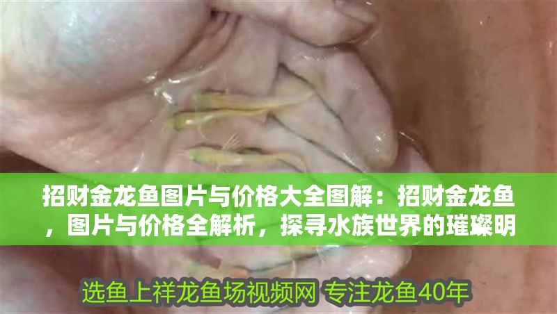 招財金龍魚圖片與價格大全圖解：招財金龍魚，圖片與價格全解析，探尋水族世界的璀璨明珠
