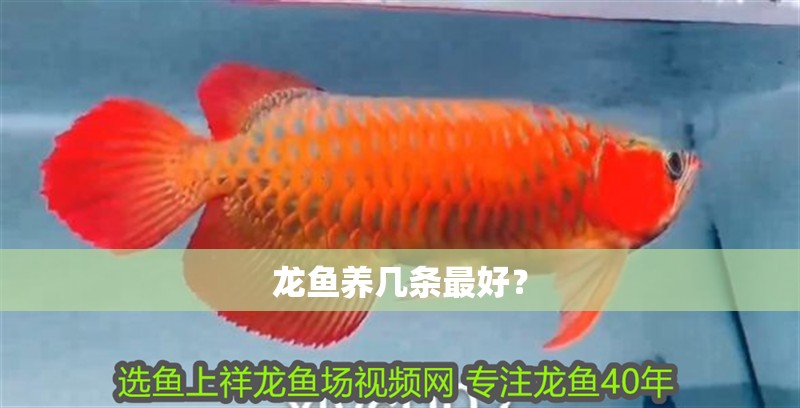 龍魚養幾條最好？
