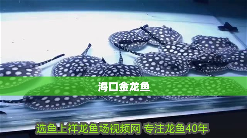海口金龍魚