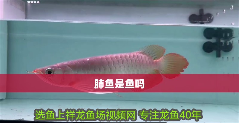 肺魚是魚嗎