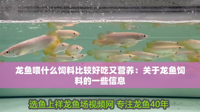 龍魚喂什么飼料比較好吃又營養：關于龍魚飼料的一些信息