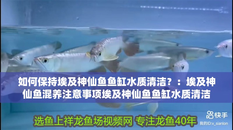 如何保持埃及神仙魚魚缸水質(zhì)清潔？：埃及神仙魚混養(yǎng)注意事項(xiàng)埃及神仙魚魚缸水質(zhì)清潔
