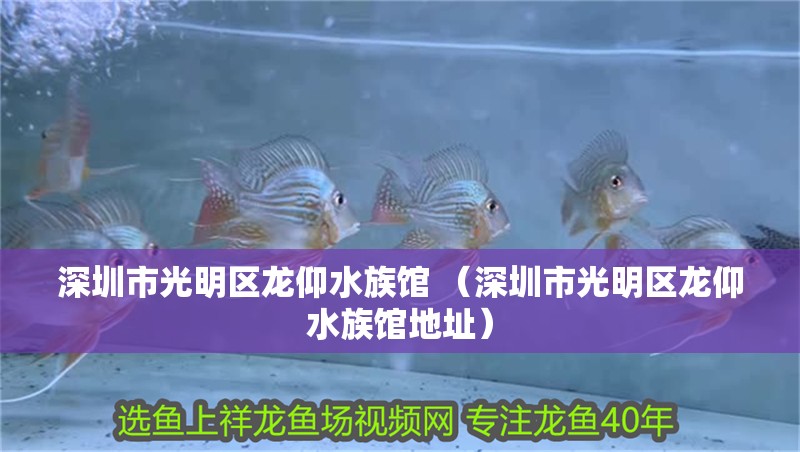 深圳市光明區龍仰水族館 （深圳市光明區龍仰水族館地址） 深圳市光明區龍仰水族館 （深圳市光明區龍仰水族館地址） 全國水族館企業名錄