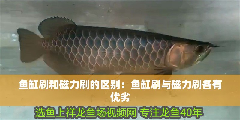 魚缸刷和磁力刷的區別：魚缸刷與磁力刷各有優劣