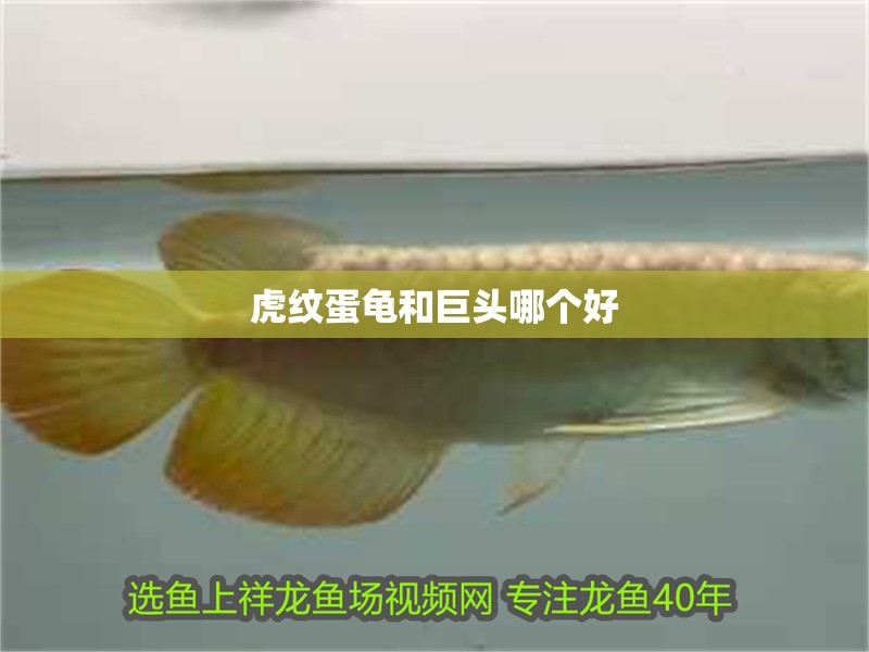 虎紋蛋龜和巨頭哪個好