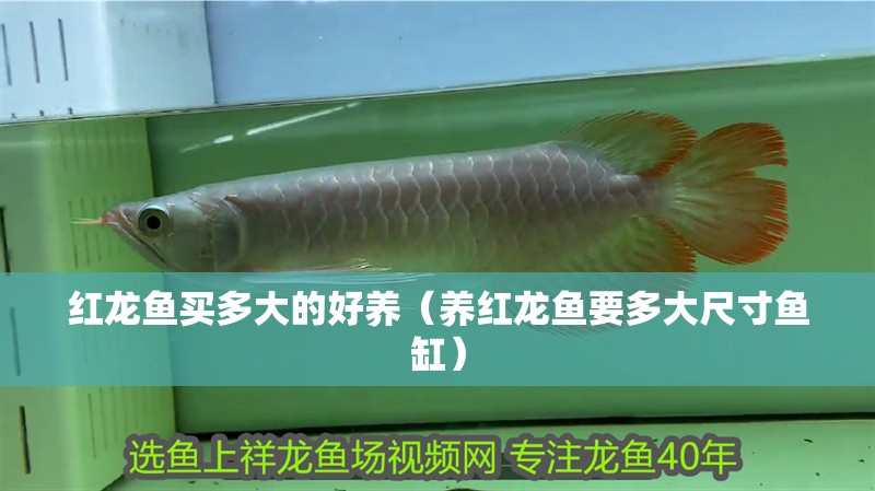 紅龍魚買多大的好養(yǎng)（養(yǎng)紅龍魚要多大尺寸魚缸）