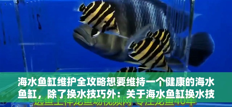海水魚缸維護全攻略想要維持一個健康的海水魚缸，除了換水技巧外：關(guān)于海水魚缸換水技巧的問題