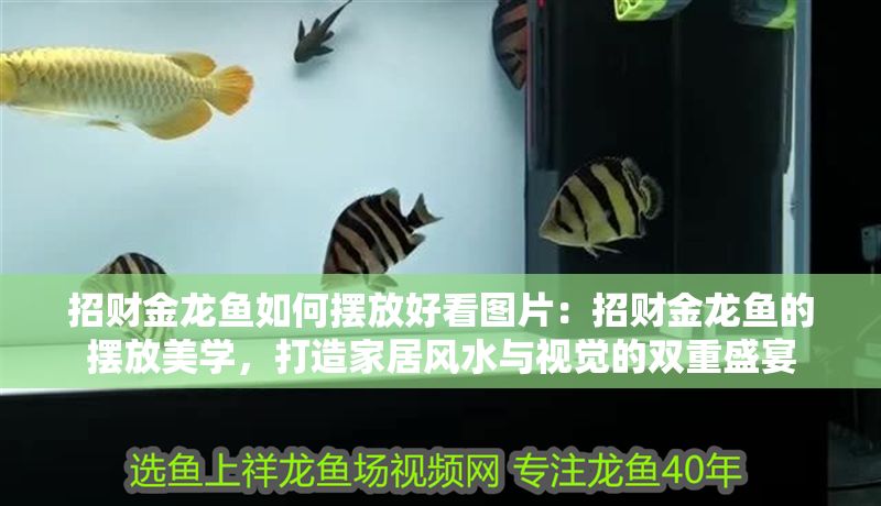 招財金龍魚如何擺放好看圖片：招財金龍魚的擺放美學，打造家居風水與視覺的雙重盛宴