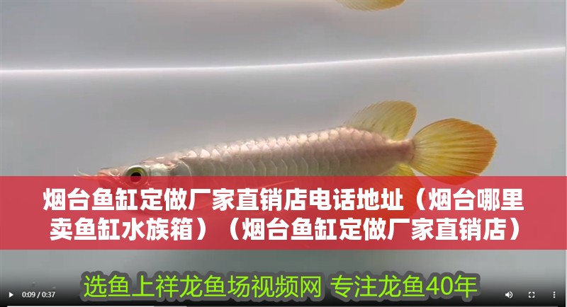 煙臺(tái)魚缸定做廠家直銷店電話地址（煙臺(tái)哪里賣魚缸水族箱）（煙臺(tái)魚缸定做廠家直銷店）