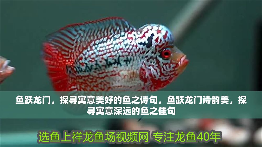 魚躍龍門，探尋寓意美好的魚之詩句，魚躍龍門詩韻美，探尋寓意深遠的魚之佳句