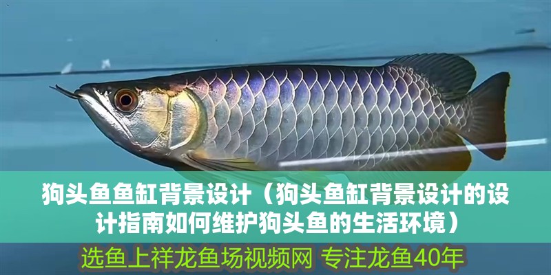 狗頭魚魚缸背景設(shè)計(jì)（狗頭魚缸背景設(shè)計(jì)的設(shè)計(jì)指南如何維護(hù)狗頭魚的生活環(huán)境）