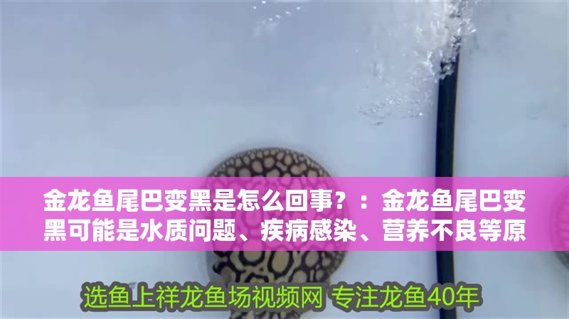 金龍魚尾巴變黑是怎么回事？：金龍魚尾巴變黑可能是水質問題、疾病感染、營養不良等原因引起