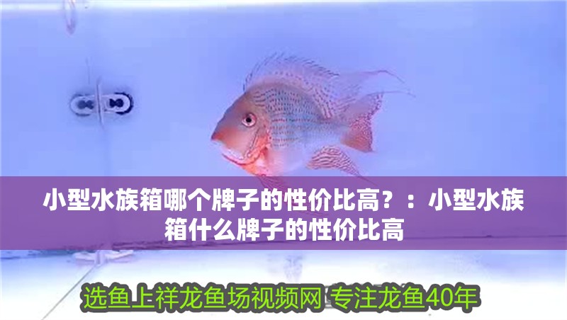 小型水族箱哪個牌子的性價比高？：小型水族箱什么牌子的性價比高