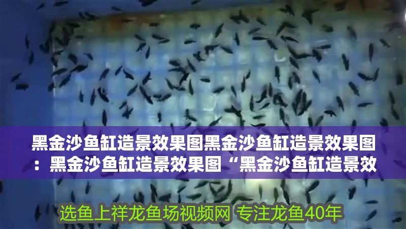 黑金沙魚缸造景效果圖黑金沙魚缸造景效果圖：黑金沙魚缸造景效果圖“黑金沙魚缸造景效果圖”