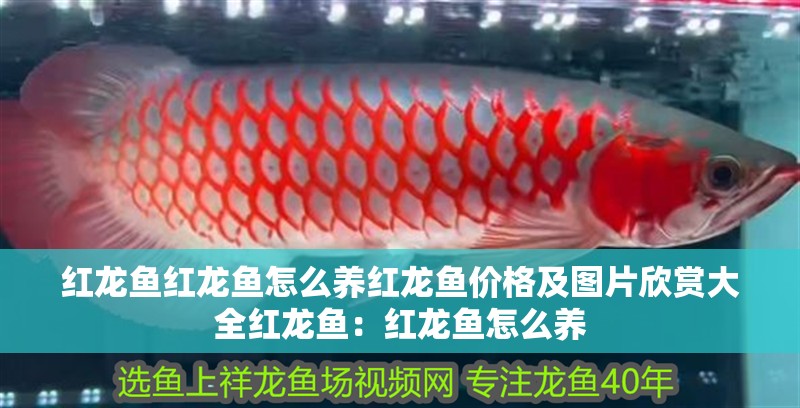 紅龍魚紅龍魚怎么養紅龍魚價格及圖片欣賞大全紅龍魚：紅龍魚怎么養