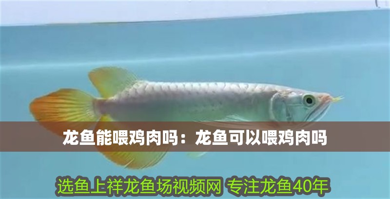 龍魚能喂雞肉嗎：龍魚可以喂雞肉嗎