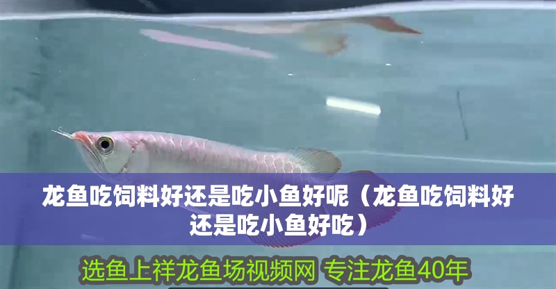 龍魚(yú)吃飼料好還是吃小魚(yú)好呢（龍魚(yú)吃飼料好還是吃小魚(yú)好吃）