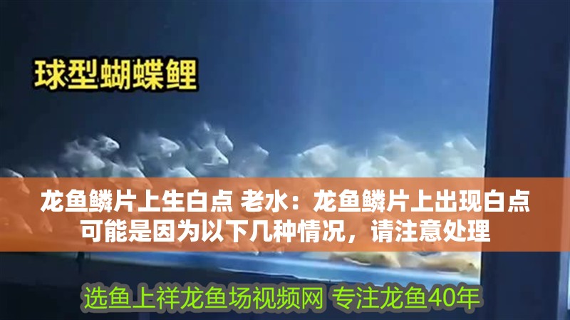 龍魚鱗片上生白點 老水：龍魚鱗片上出現(xiàn)白點可能是因為以下幾種情況，請注意處理