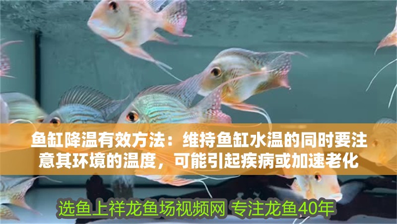 魚缸降溫有效方法：維持魚缸水溫的同時要注意其環(huán)境的溫度，可能引起疾病或加速老化