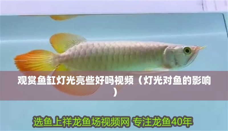 觀賞魚缸燈光亮些好嗎視頻（燈光對魚的影響）