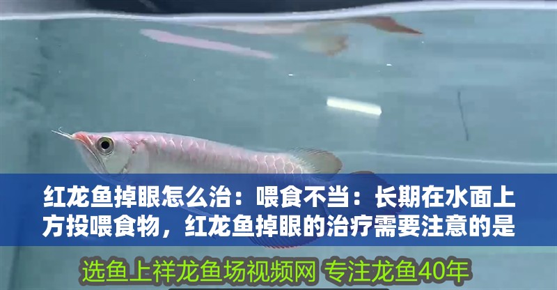 紅龍魚掉眼怎么治：喂食不當：長期在水面上方投喂食物，紅龍魚掉眼的治療需要注意的是