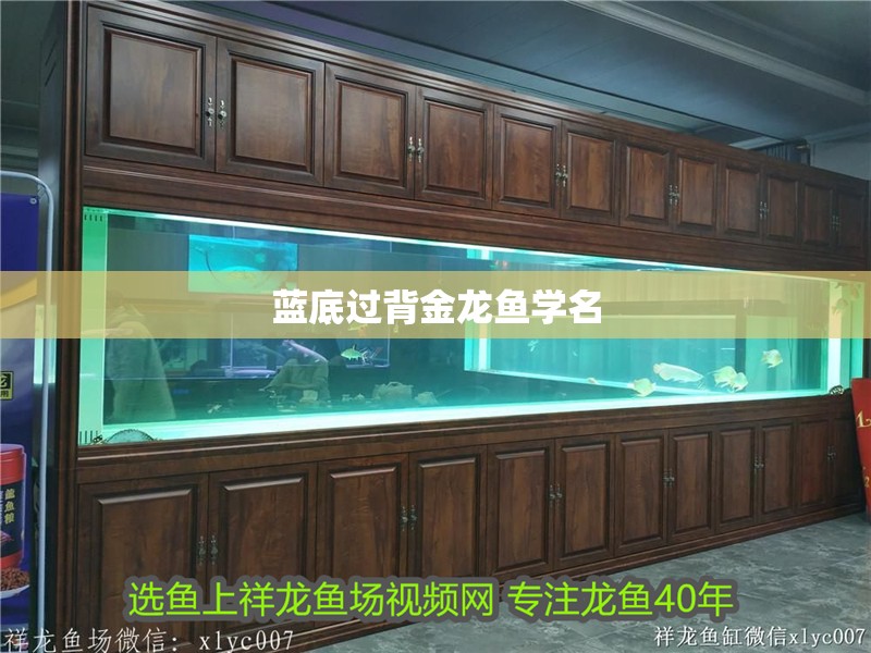 藍底過背金龍魚學名