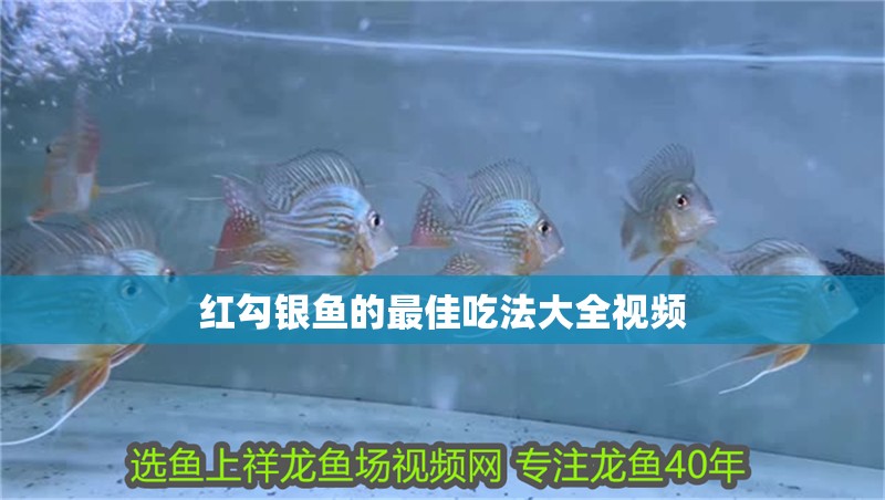 紅勾銀魚的最佳吃法大全視頻