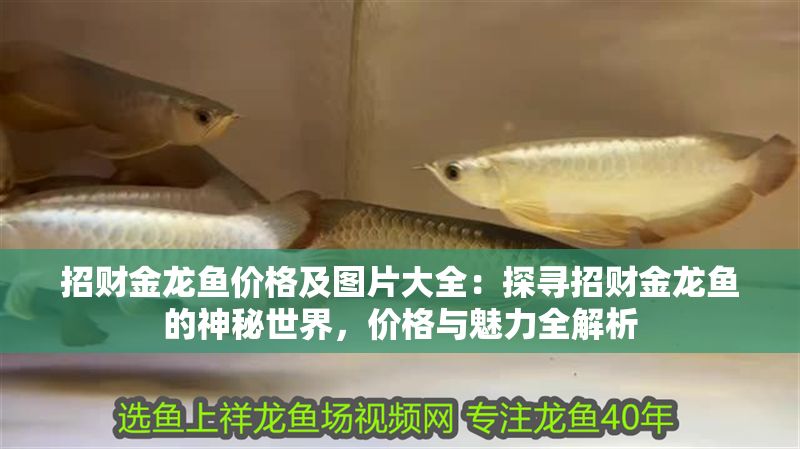 招財金龍魚價格及圖片大全:探尋招財金龍魚的神秘世界,價格與魅力全解析 龍魚百科 第1張 招財金龍魚價格及圖片大全:探尋招財金龍魚的神秘世界,價格與魅力全解析 招財金龍魚價格及圖片大全:探尋招財金龍魚的神秘世界,價格與魅力全解析 龍魚百科 第1張