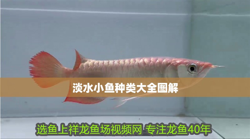 淡水小魚種類大全圖解