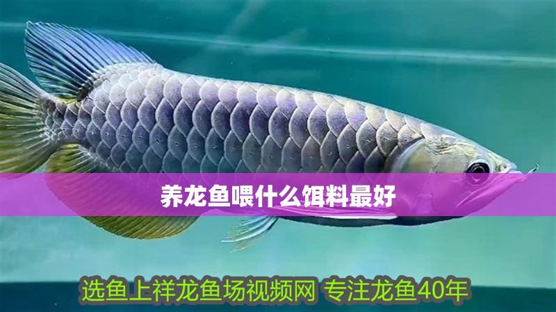 養龍魚喂什么餌料最好