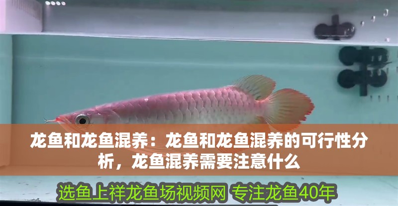 龍魚和龍魚混養：龍魚和龍魚混養的可行性分析，龍魚混養需要注意什么