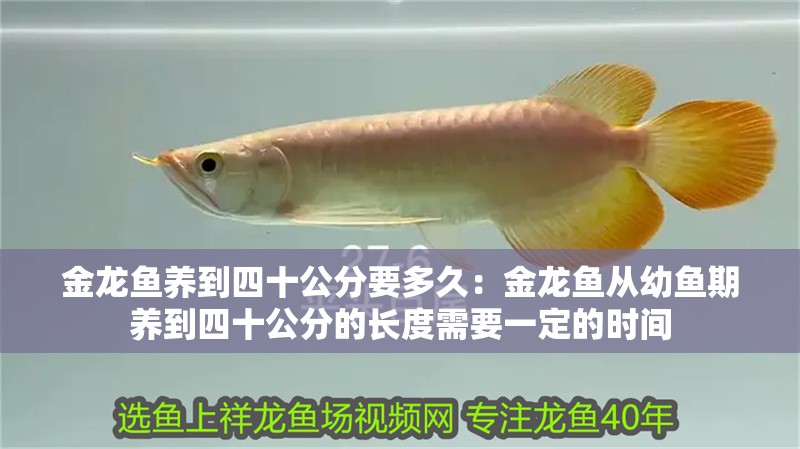 金龍魚養(yǎng)到四十公分要多久：金龍魚從幼魚期養(yǎng)到四十公分的長度需要一定的時(shí)間