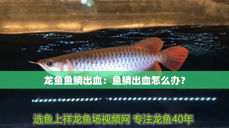 龍魚魚鱗出血：魚鱗出血怎么辦？