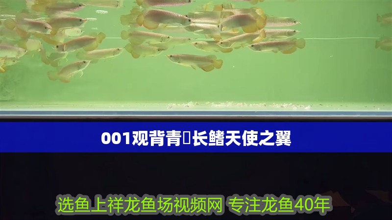 001觀背青鳉長鰭天使之翼