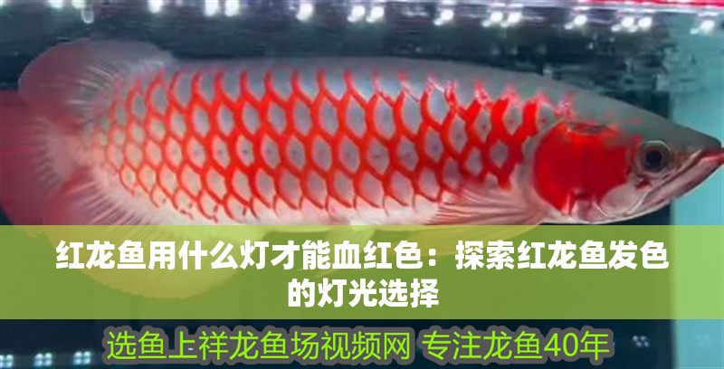 紅龍魚用什么燈才能血紅色：探索紅龍魚發色的燈光選擇