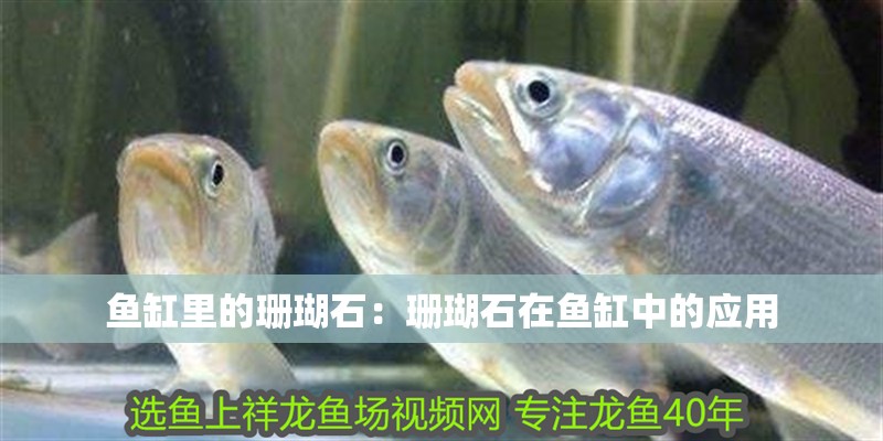 魚缸里的珊瑚石：珊瑚石在魚缸中的應用