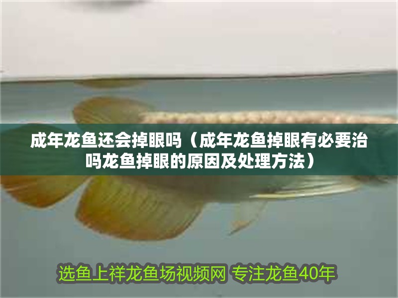 成年龍魚還會掉眼嗎（成年龍魚掉眼有必要治嗎龍魚掉眼的原因及處理方法）
