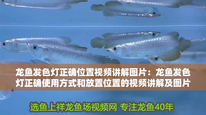 龍魚發色燈正確位置視頻講解圖片：龍魚發色燈正確使用方式和放置位置的視頻講解及圖片資料