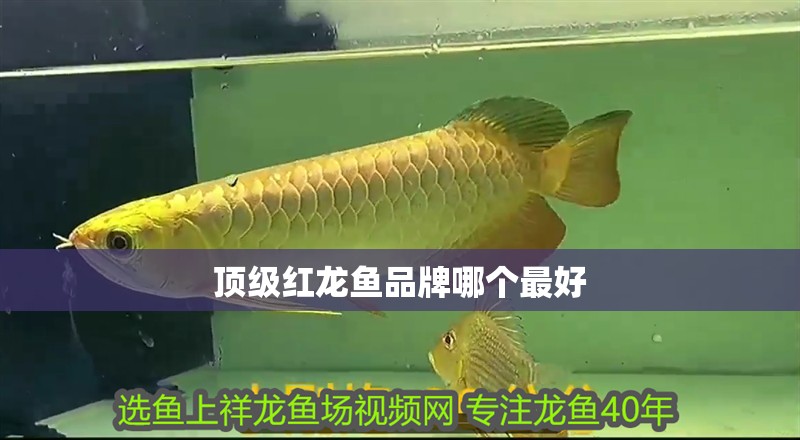 頂級(jí)紅龍魚(yú)品牌哪個(gè)最好