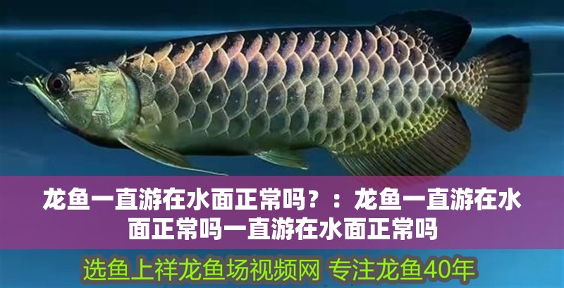 龍魚一直游在水面正常嗎？：龍魚一直游在水面正常嗎一直游在水面正常嗎