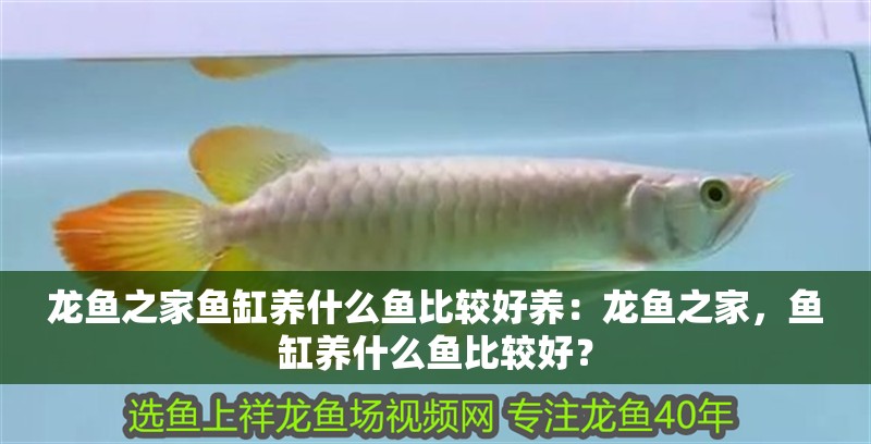 龍魚之家魚缸養什么魚比較好養：龍魚之家，魚缸養什么魚比較好？