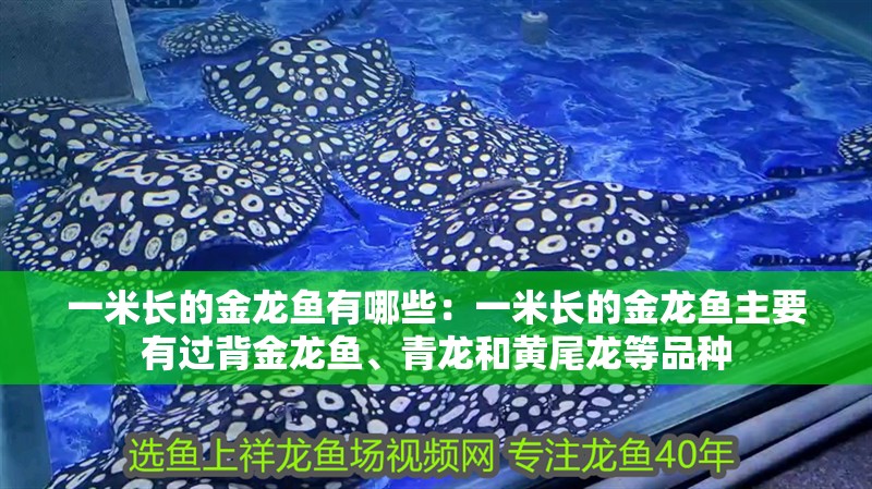 一米長的金龍魚有哪些：一米長的金龍魚主要有過背金龍魚、青龍和黃尾龍等品種