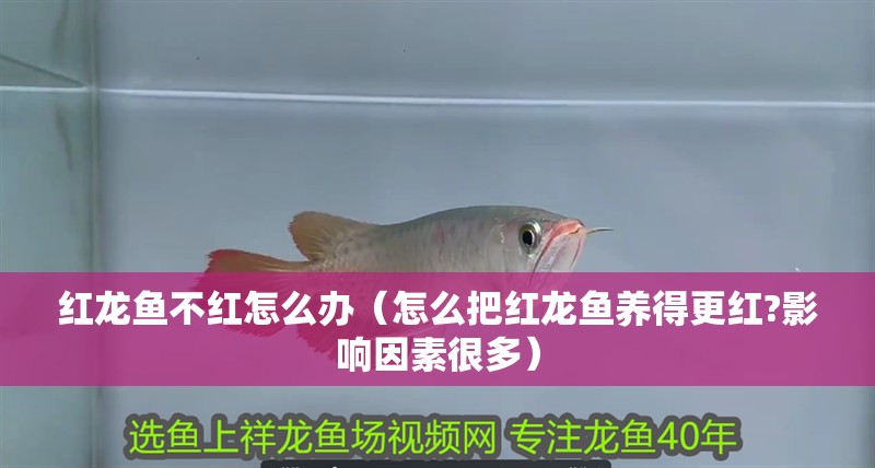 紅龍魚不紅怎么辦（怎么把紅龍魚養(yǎng)得更紅?影響因素很多）