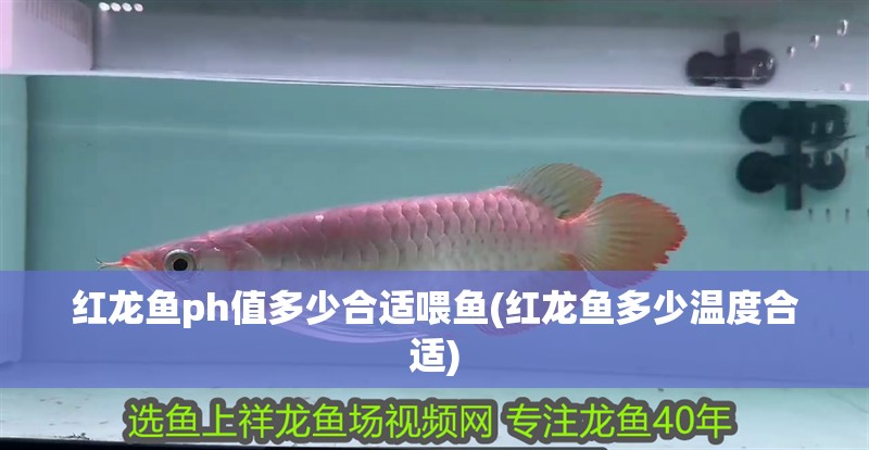 紅龍魚ph值多少合適喂魚(紅龍魚多少溫度合適)