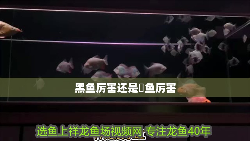 黑魚厲害還是鳡魚厲害