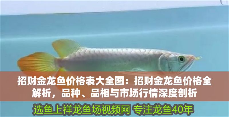 招財金龍魚價格表大全圖：招財金龍魚價格全解析，品種、品相與市場行情深度剖析